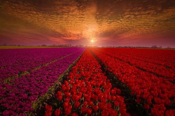 Colorful tulips on the field in Holland