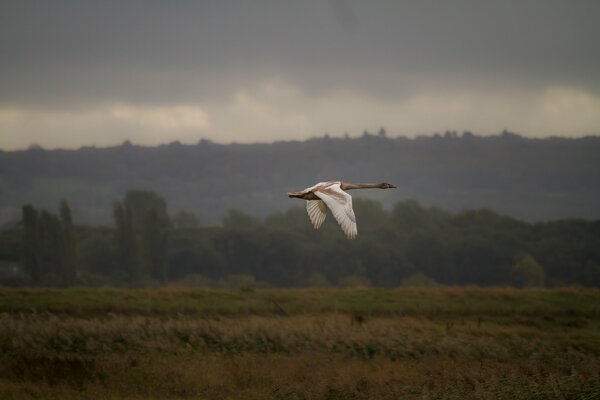 A swan in flight over a wide field