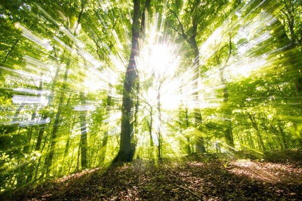 Trees in the sun landscape nature