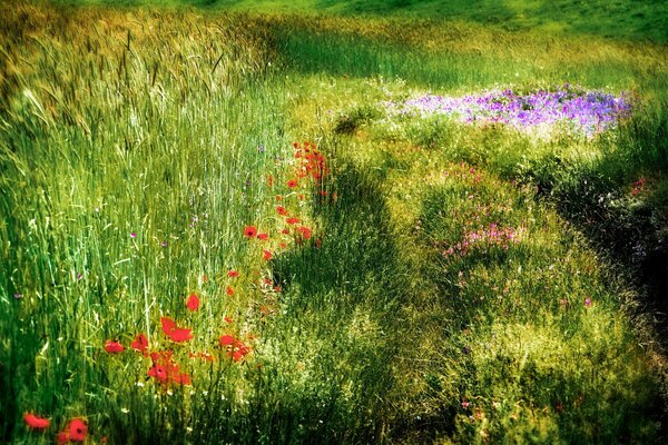 Campo verde con papaveri paesaggio estivo
