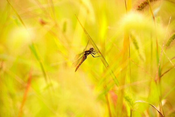 Libélula en la hierba en el campo