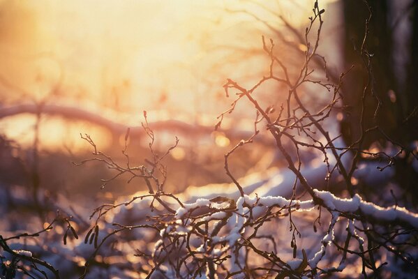 Winter Natur, verschneite Zweige vor dem Hintergrund des Sonnenuntergangs