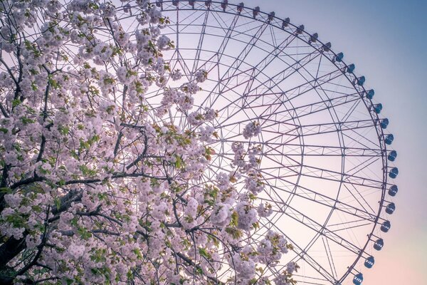 Ferris wheel photographed from under a flowering tree