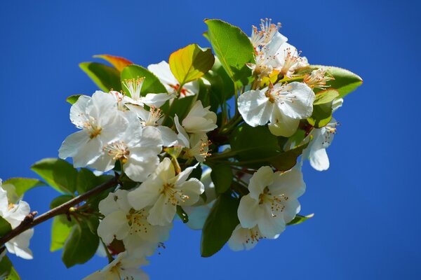 Rama de árbol en flor cerca