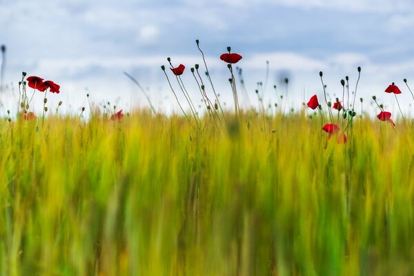 Verschwommenes Feld mit grünem Gras und Mohnblumen