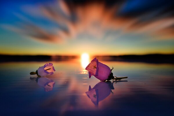 Bourgeons de fleurs au coucher du soleil dans l eau