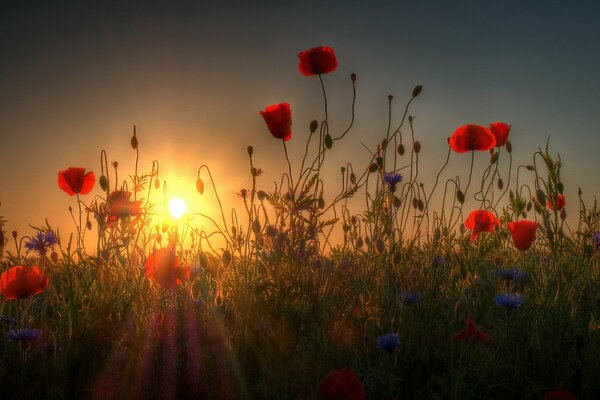 Poppies in the field in the evening sun