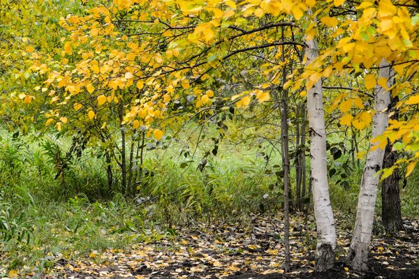 Paysage d automne de bouleau sur la clairière de la forêt