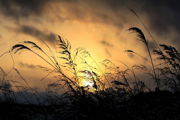 The grass develops in the wind at sunset
