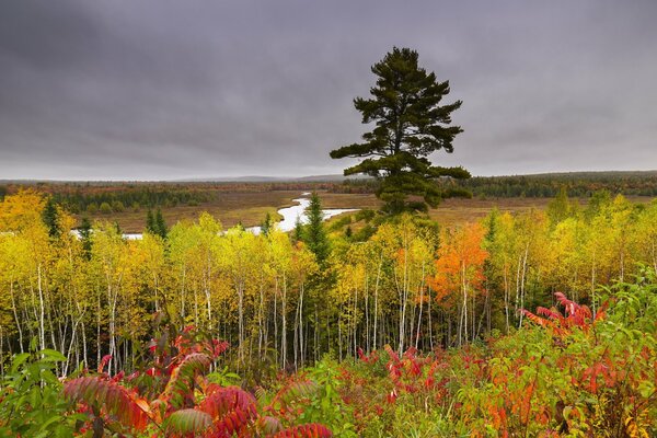 Bouleau d automne sur une colline sur un fond de ciel nuageux