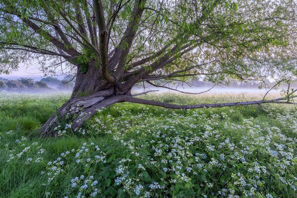 Nebel am frühen Morgen im Dorf