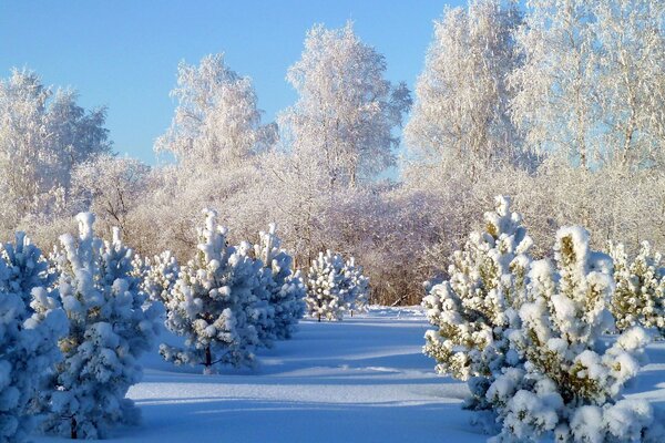Bosque de invierno bajo el cielo despejado