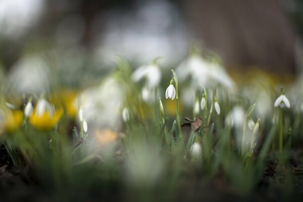 Eine Lichtung weißer Schneeglöckchen im Frühling