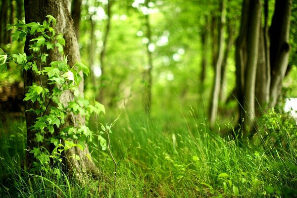 The grass is green in the forest between the trees