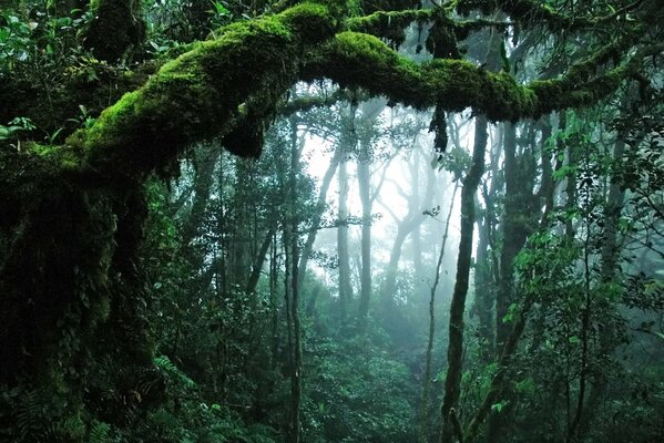 Selva verde, aquí sólo la creación de la naturaleza, hermosos árboles en musgo y hojas verdes