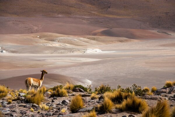 Il deserto di San Pedro de Atacama ospita animali selvatici come che sono inclusi nel Libro rosso
