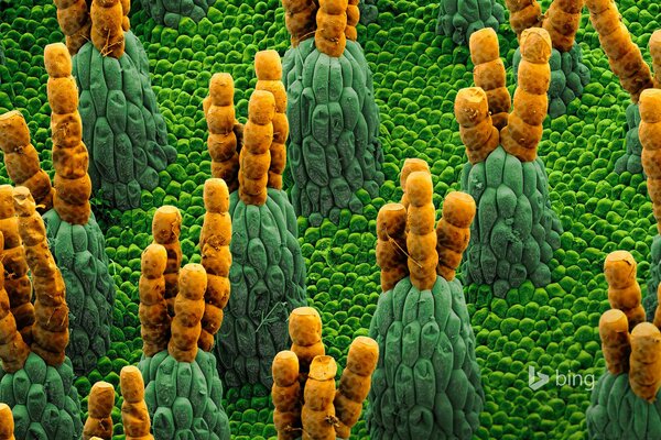 Micrografía de un hermoso helecho acuático
