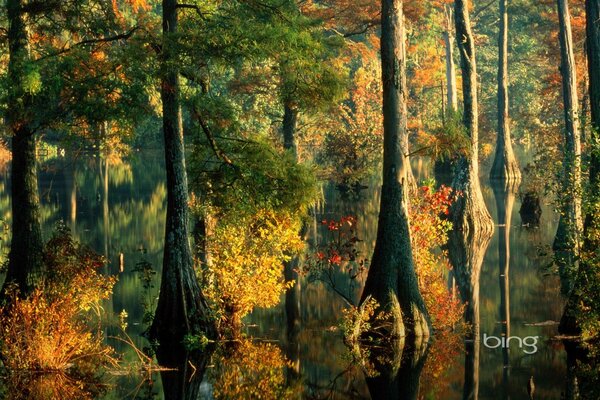 Caduta delle foglie degli alberi autunnali e fuoriuscita di acqua