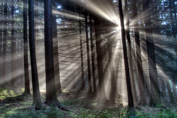 Foresta, in un cerchio di alberi luce che penetra nel centro della foresta