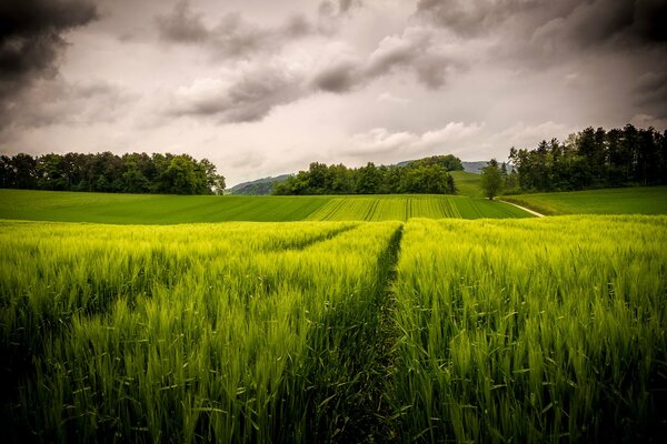 Prado verde bajo un cielo sombrío con nubes