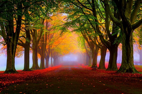 Ruelle dans un beau parc du soir