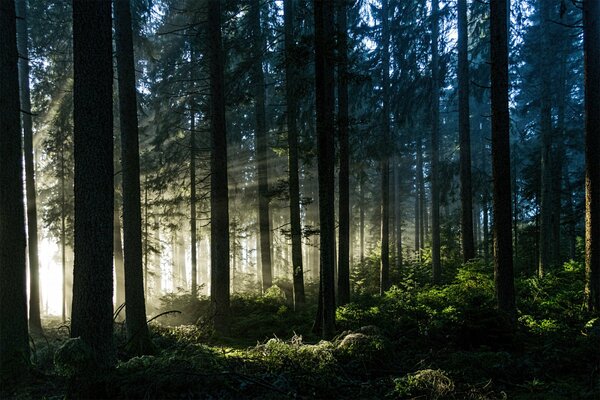 Waten die Sonnenstrahlen durch die Bäume im Wald