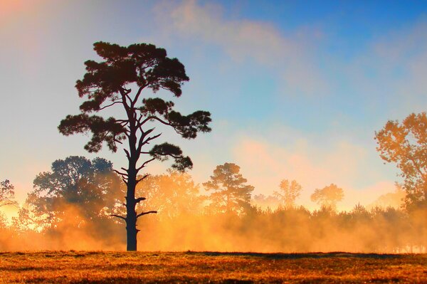 Albero nella Nebbia Gialla