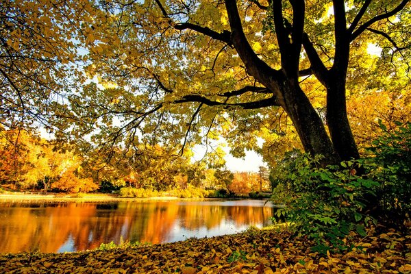 Schöner Herbstwald und Fluss