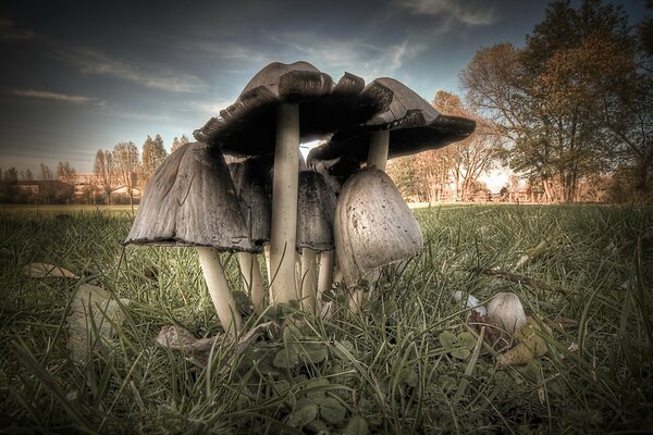 Foto di molti funghi nella foresta