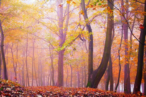 Foresta autunnale nella nebbia rosa