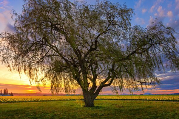 Arbre dans le champ au beau coucher de soleil