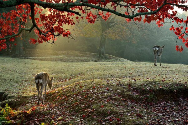 Zwei Rehe in der Herbstsonne