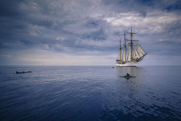 A ship with white sails in the open ocean with dolphins