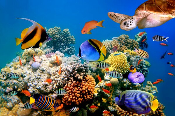 Fondos marinos con peces y corales