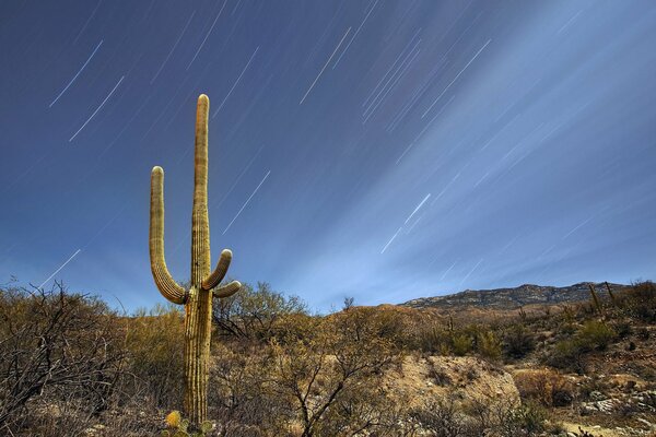 Ein Kaktus unter dem Nachthimmel einer Wüste in Arizona