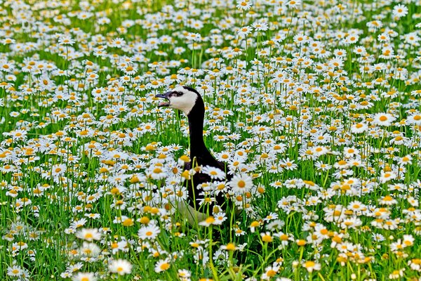 Goose with an open beak among daisies