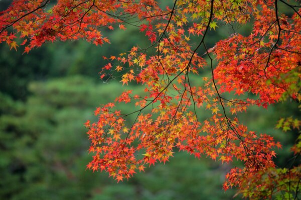 A branch with red maple leaves