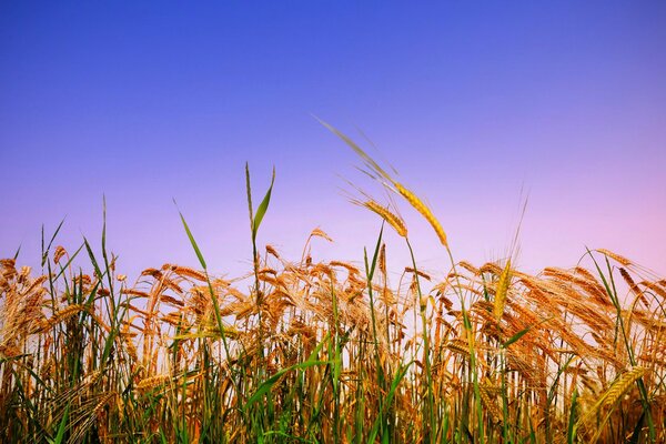 Spighe di grano in un campo aperto