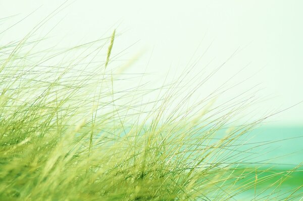 Im Gras rascheln Ährchen vor leichtem Wind