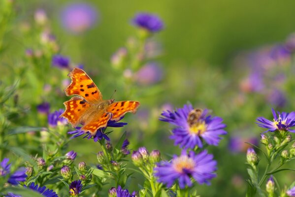 Butterfly with orange wings on gray flowers