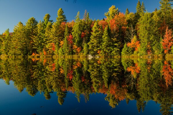 The forest is displayed in the river