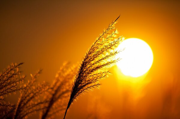 Silueta de las plantas en el fondo de la puesta de sol macro