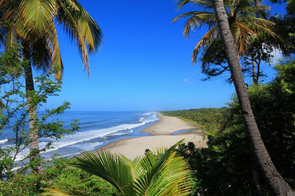 Seaside with palm trees and bushes