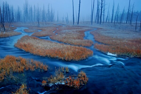 Bosque en la niebla con pantanos y baches