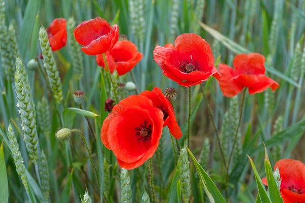 Coquelicots lumineux belle sur le terrain