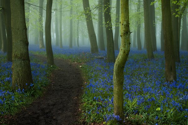 Waldstraße auf blauem Hintergrund