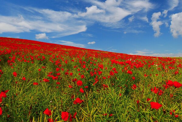 Prato di papaveri sotto il cielo blu