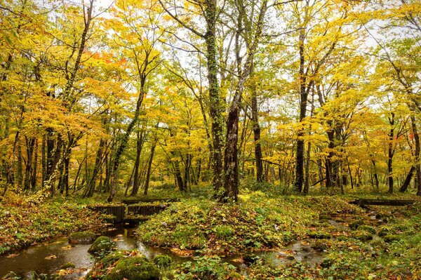 Foresta autunnale e ruscello tra gli alberi