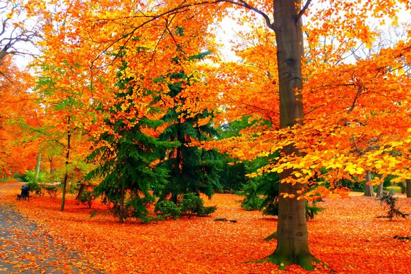 Un montón de coloridas hojas de otoño en el parque