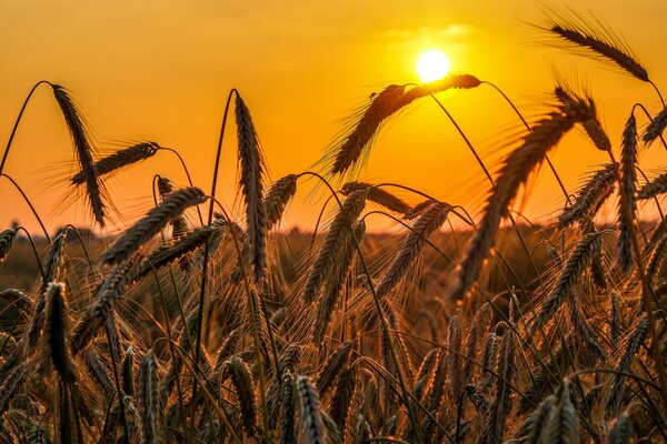 Sunset on a harvest field